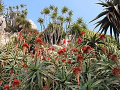 Monaco Jardin Exotique