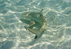 Black Tip Reef Shark