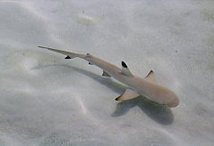 Black Tip Reef Shark