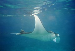 Manta Ray