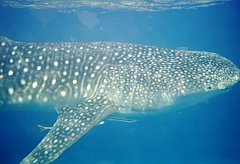 Whale Shark