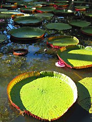 Lilys at Pamplemousses