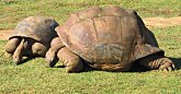 Giant Tortoise at Pamplemousses
