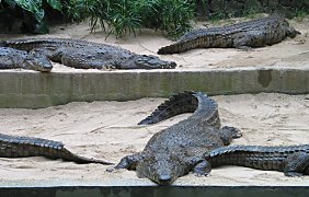 Vanilla Crocodile Park