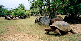 Giant Tortoise at Vanilla Crocodile Park