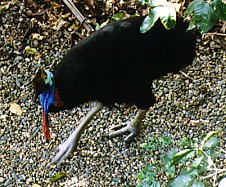 Cassowary