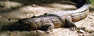 Rainforest Habitat. Crocodile