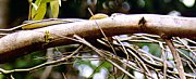 Tree Snake