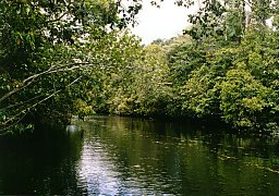 Daintree