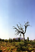 Kata Tjuta