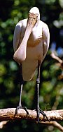 Spoonbill