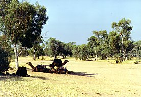 Camels on Todd River