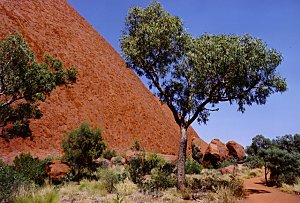 Uluru from the base walk