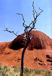 Uluru from the base walk