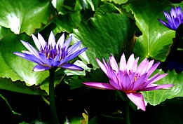 Waterlillies at Maire Nui Gardens
