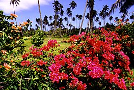 Maire Nui Gardens