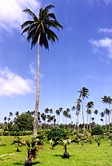 Maire Nui Gardens