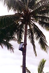 Tree climbing