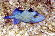 Trigger-fish