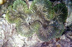 Giant Clam