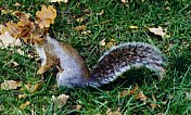 Squirrel in Central Park