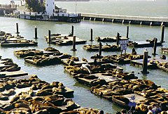 Sea Lions at Pier 39