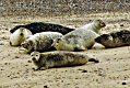 Seals - Blakeney Point