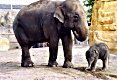 Elephants - Chester Zoo