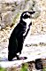 Penguin - Chester Zoo
