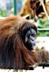 Orang-utan - Chester Zoo