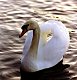 Swan - Stanborough Lakes - Welwyn Garden City