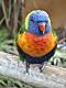 Parrot at Woburn Safari Park