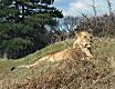 Lion at Woburn Safari Park