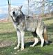 Wolf at Woburn Safari Park